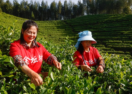 浙江景宁：茶乡茶农赛茶技 