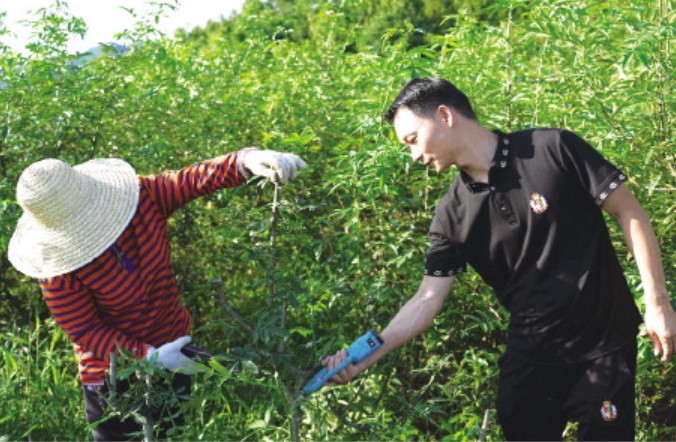 太行“新愚公”执着种花椒移穷山 