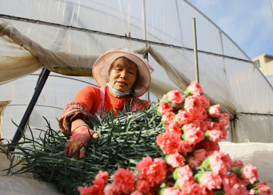 “鲜花经济” 助增收