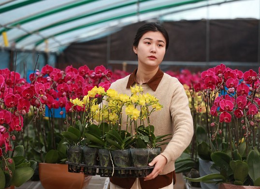 年宵花俏销节庆市场