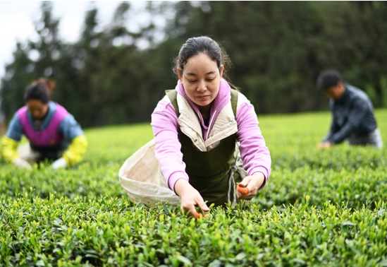 贵州凤冈：“生态茶”产业成为村民增收的重要产业